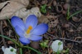 Crocus flowers in early spring