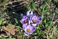 Beautiful crocus flowers on the crocus meadow. Royalty Free Stock Photo