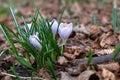 Spring crocus flowers in March