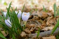 Spring crocus flowers in March