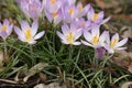 Beautiful crocus flowers growing outdoors, closeup view