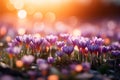 Beautiful crocus flowers in the meadow at sunset. Early spring Royalty Free Stock Photo