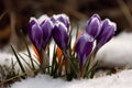 Beautiful crocus flowers in the snow. First spring flowers.