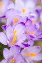 Beautiful crocus flowers in Tatry mountains