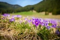 Beautiful crocus flowers in Tatry