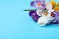 Beautiful crocus flowers on turquoise background, closeup. Space for text