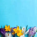 Beautiful crocus flowers on turquoise background, flat lay. Space for text