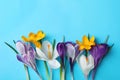 Beautiful crocus flowers on turquoise background, flat lay. Space for text