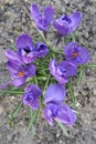 Beautiful crocus or saffron wild flowers in bloom and blossom on a meadow in spring Royalty Free Stock Photo