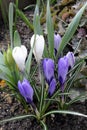 Beautiful crocus or saffron wild flowers in bloom and blossom on a meadow in spring Royalty Free Stock Photo