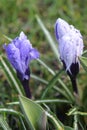 Beautiful crocus or saffron wild flowers in bloom and blossom on a meadow in spring Royalty Free Stock Photo