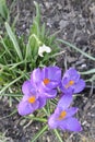 Beautiful crocus or saffron wild flowers in bloom and blossom on a meadow in spring Royalty Free Stock Photo