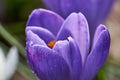 Beautiful Crocus with Water Droplets on Petals Royalty Free Stock Photo