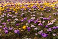 Beautiful crocuses blooming in the city botanical garden