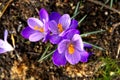 Beautiful crocuses blooming in the city botanical garden