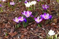 Beautiful crocuses blooming in summer