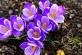 Beautiful crocuses blooming in an urban botanical garden