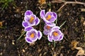 Beautiful crocuses blooming in an urban botanical garden