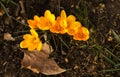 Beautiful crocuses blooming in an urban botanical garden