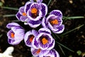 Beautiful crocuses blooming in an urban botanical garden