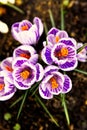 Beautiful crocuses blooming in an urban botanical garden