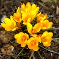 Beautiful crocuses blooming in an urban botanical garden