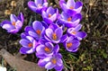 Beautiful crocuses blooming in an urban botanical garden