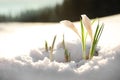 Beautiful crocuses growing through snow, space for text. First spring flowers