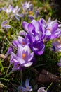 Beautiful crocuses spring first oniony. Group of blooming purple flowers.