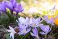 Beautiful crocuses spring first oniony. Group of blooming purple flowers.