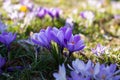 Beautiful crocuses spring first oniony. Group of blooming purple flowers.