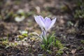 Beautiful crocuses spring first oniony. Group of blooming whyte flowers, good for greeting postcard.