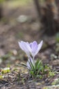 Beautiful crocuses spring first oniony. Group of blooming whyte flowers, good for greeting postcard.