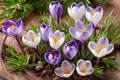 Beautiful crocuses in spring time.