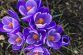 Beautiful crocuses in an urban botanical garden