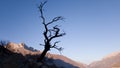 Beautiful crooked lonely tree in the highlands. A black shadow-a silhouette against the background of a sunset in the mountains. Royalty Free Stock Photo