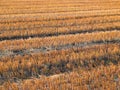 Beautiful crop-field (full size) Royalty Free Stock Photo