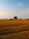 Beautiful crop-field (middled) Royalty Free Stock Photo