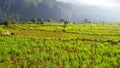 Beautiful crop fields of indian villages