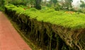 Beautiful cropped plants in the kodaikanal chettiar park.