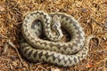 Beautiful crossed european common adder