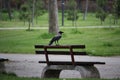 Beautiful crow on the bench Royalty Free Stock Photo