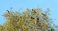 Crow birds on tree branches, Lithuania Royalty Free Stock Photo