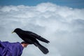 Beautiful crow clinging on the arm with cloud background