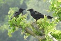 Beautiful crow nad two love birds Royalty Free Stock Photo