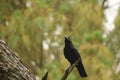 Beautiful crow sitting on a pine tree branch Royalty Free Stock Photo