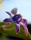 A beautiful crown flowers close up photo.