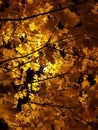 A beautiful crown of the tree in yellow leaves in the light of the lantern at night Royalty Free Stock Photo
