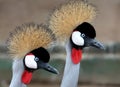 Beautiful Crowned Crane Birds Royalty Free Stock Photo