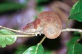 Beautiful Cryptic or blue-legged Chameleon (Calumma crypticum) Royalty Free Stock Photo